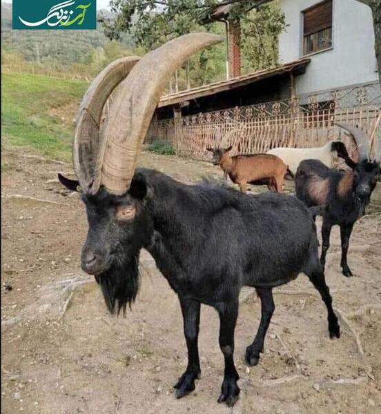 عکس پادشاه فیل