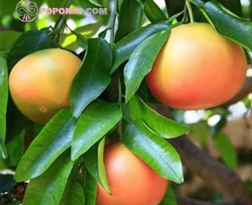 عکس گریپ فروت میوه
