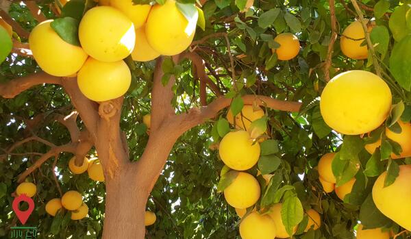 عکس گریپ فروت میوه