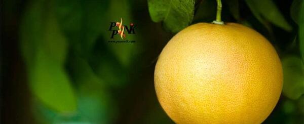 عکس از میوه گریپ فروت
