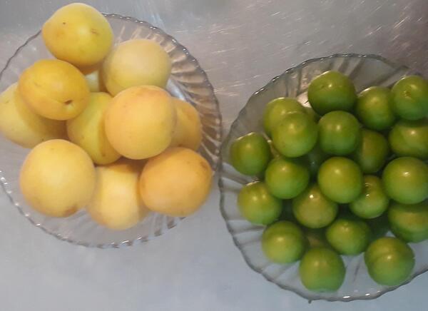 عکس فانتزی زردآلو