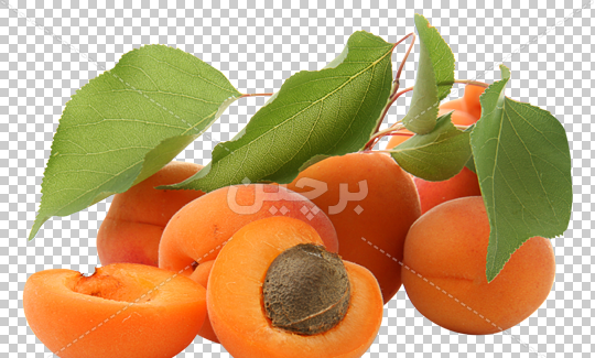 عکس فانتزی زردآلو