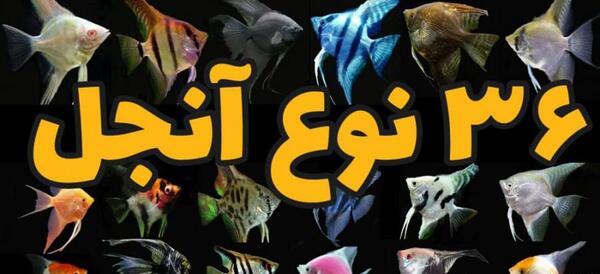 عکس فرشته ماهی سفید