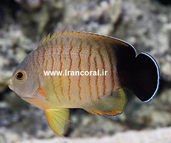 عکس فرشته ماهی سفید