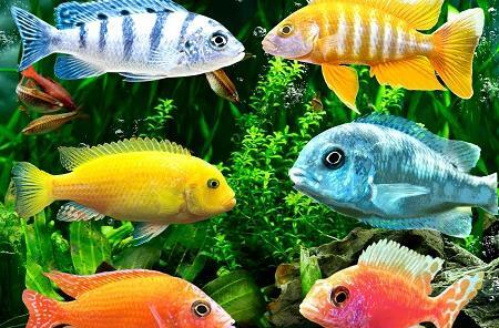 عکس فرشته ماهی سفید