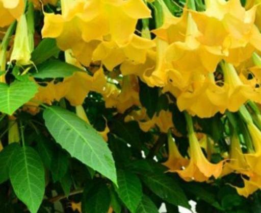 عکس گل های فرشته کریمی