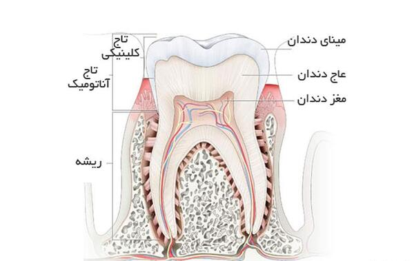 عکس فرشته دندونی واقعی
