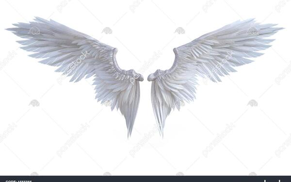 عکس پرنده فرشته