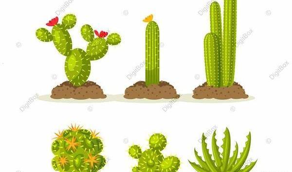 عکس های فانتزی کاکتوس