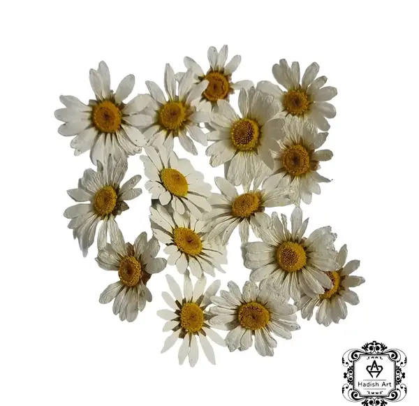 عکس فانتزی گل بابونه