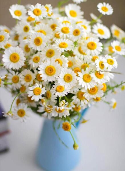 عکس فانتزی گل بابونه