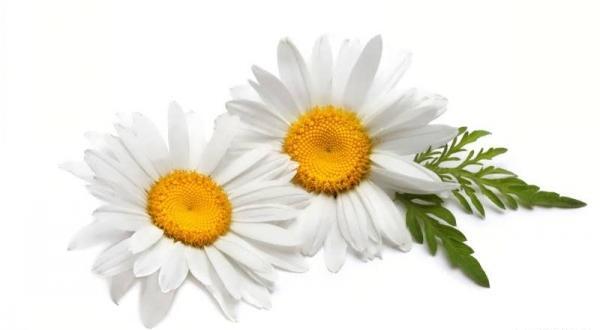 عکس فانتزی گل بابونه