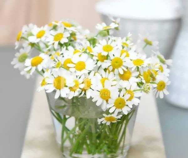 عکس فانتزی گل بابونه
