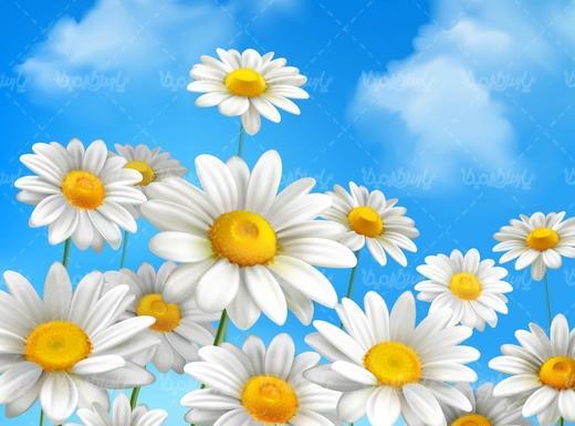 عکس فانتزی گل بابونه