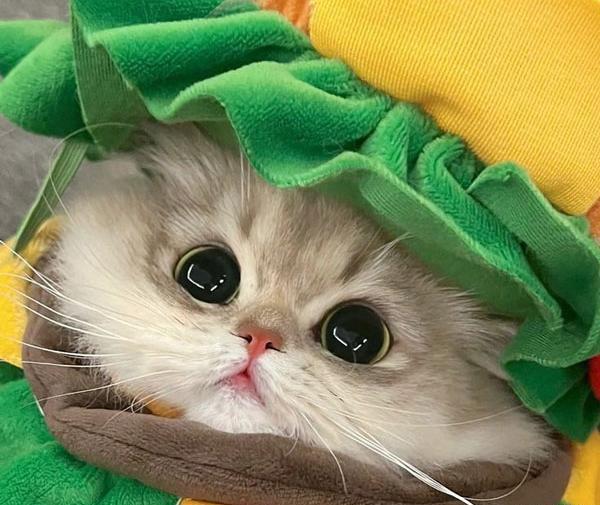 عکس فانتزی گربه ملوس