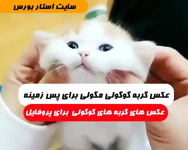 عکس فانتزی گوگولی گربه