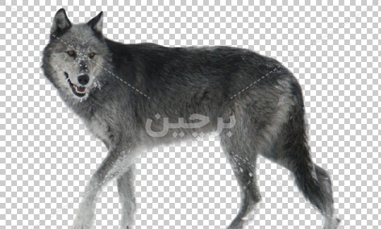 عکس های فانتزی از گرگ