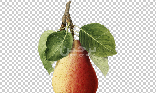 عکس فانتزی گلابی