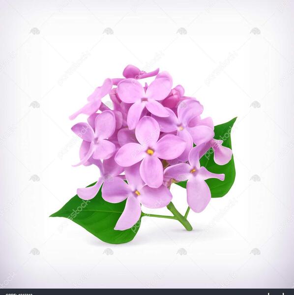 عکس فانتزی گل یاس