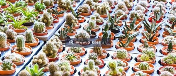 دانلود عکس کاکتوس فانتزی