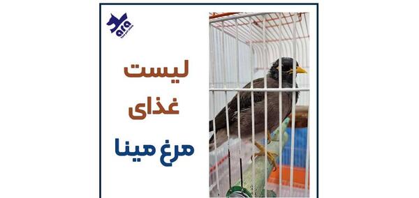 عکس غذا مرغ مینا