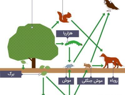 عکس زنجیره غذایی علوم ششم