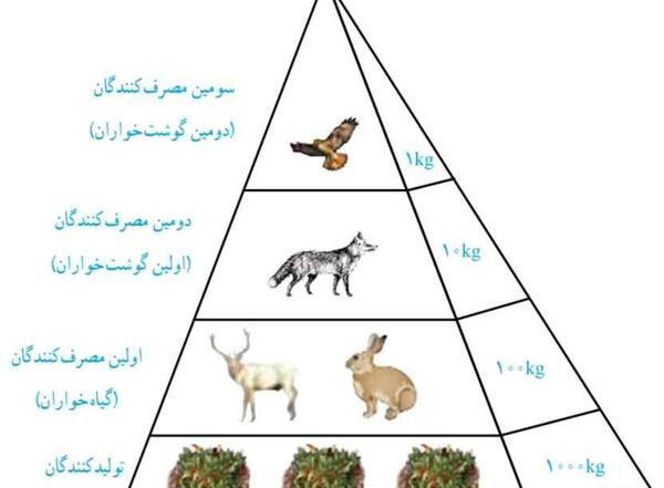 عکس زنجیره غذایی علوم ششم