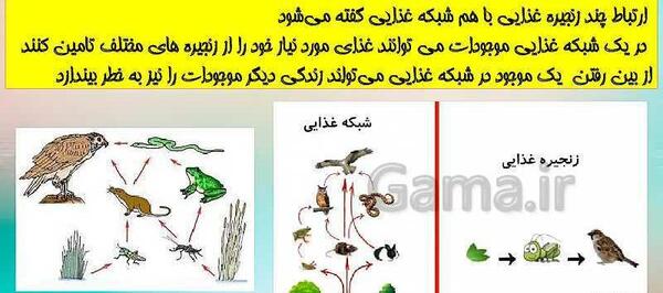 دانلود عکس زنجیره غذایی