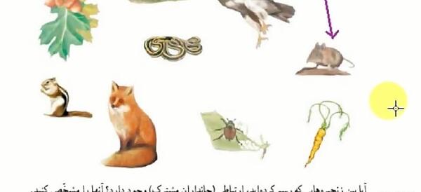 دانلود عکس زنجیره غذایی