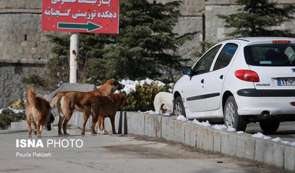 عکس غذا دادن به سگ ها