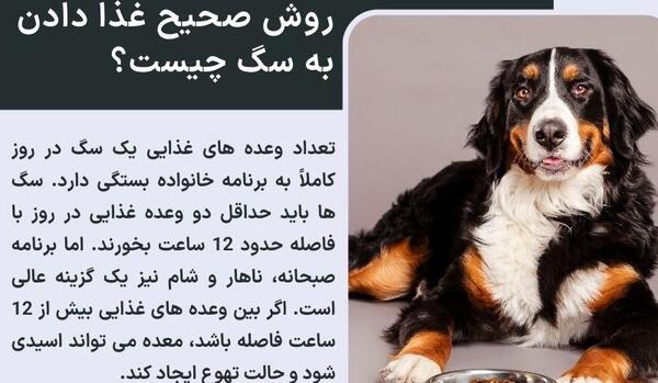 عکس غذا دادن به سگ ها