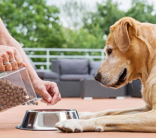 عکس غذا دادن به سگ ها