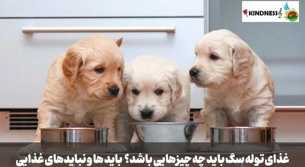 عکس غذا دادن به سگ ها