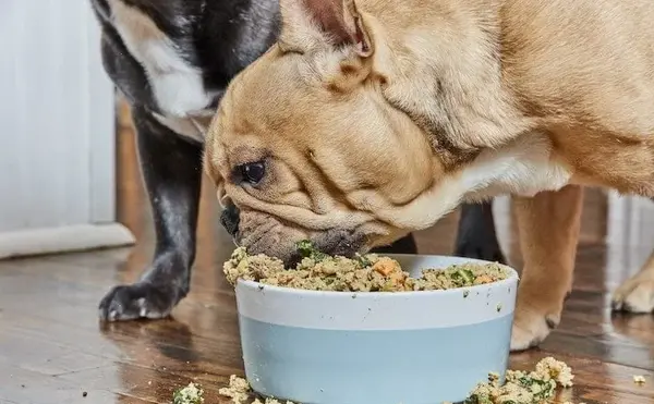 عکس غذا دادن به سگ ها