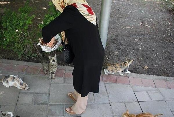 عکس از غذا دادن به حیوانات