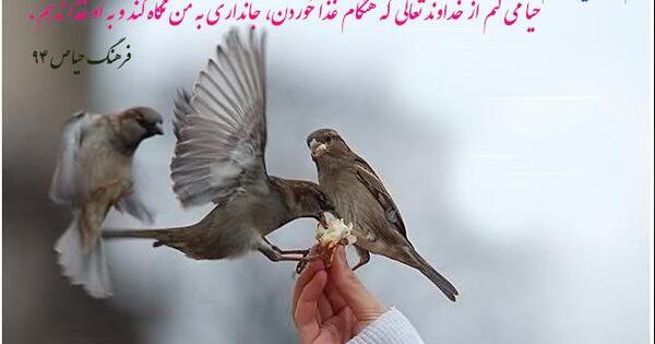 عکس از غذا دادن به حیوانات