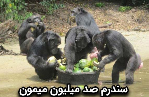 عکس غذا خوردن میمون