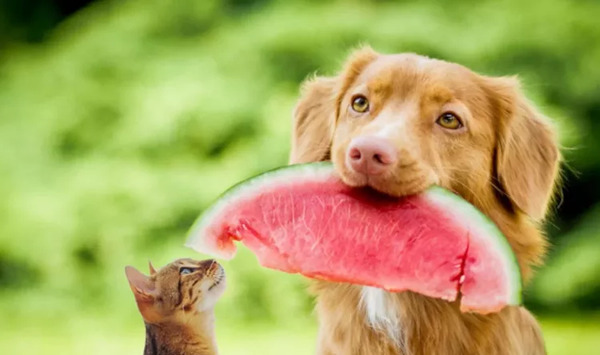 عکس غذا خوردن حیوانات