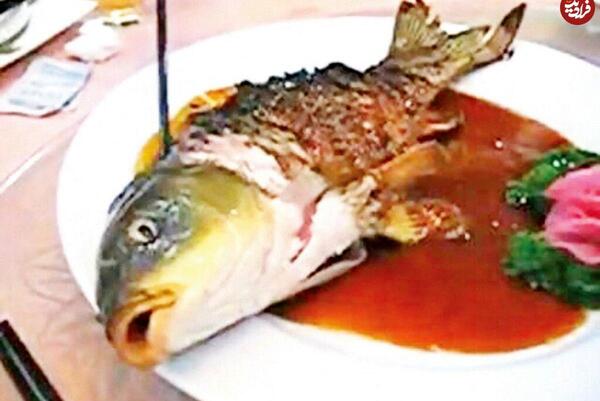 عکس غذا خوردن حیوانات
