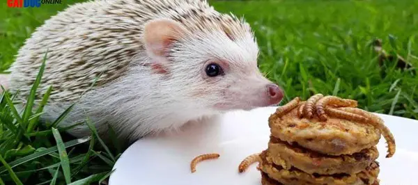 عکس غذا جوجه تیغی