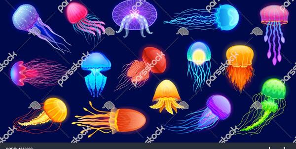 عکس حیوان عروس دریایی