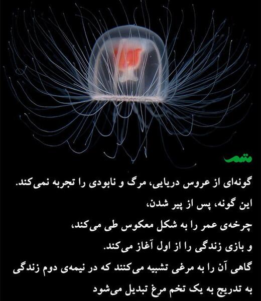 عکس حیوان عروس دریایی