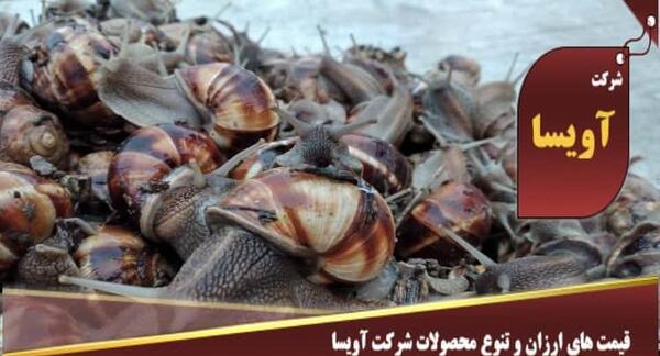 عکس های حلزون دریایی