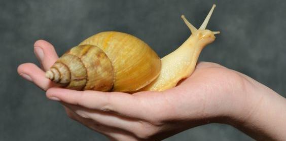 عکس های حلزون دریایی
