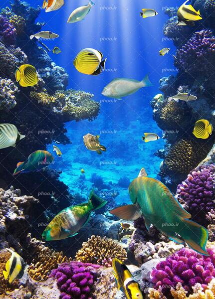 عکس کف دریا برای طراحی