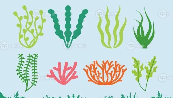 عکس کف دریا برای طراحی