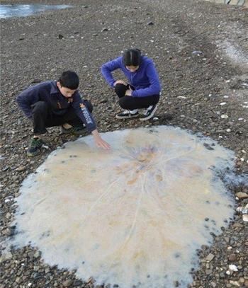عکس عروس دریایی بزرگ