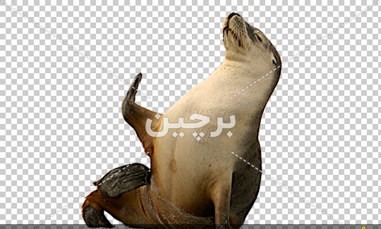 عکس فک دریایی کارتونی