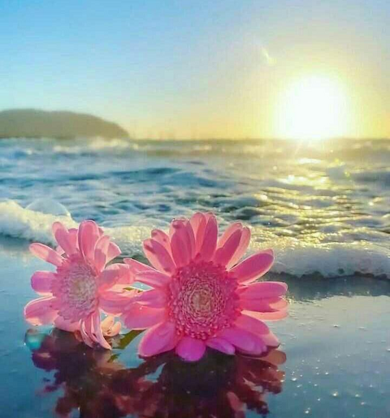 عکس دریا و گل برای پروفایل