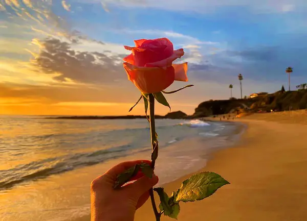 عکس پروفایل گل دریا